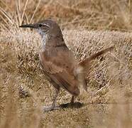 Straight-billed Earthcreeper