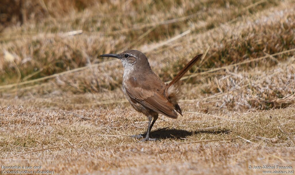 Straight-billed Earthcreeper