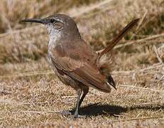 Straight-billed Earthcreeper