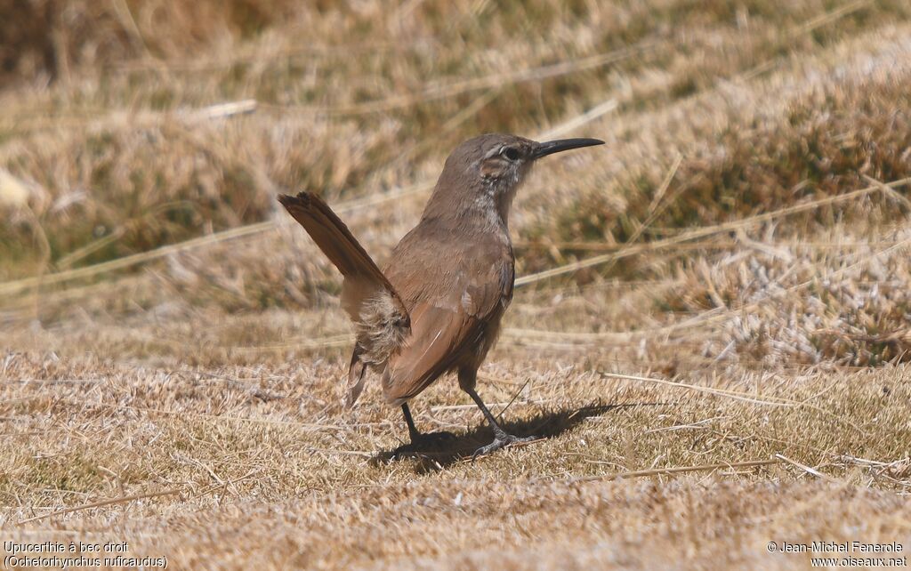 Straight-billed Earthcreeper