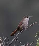 Bolivian Earthcreeper