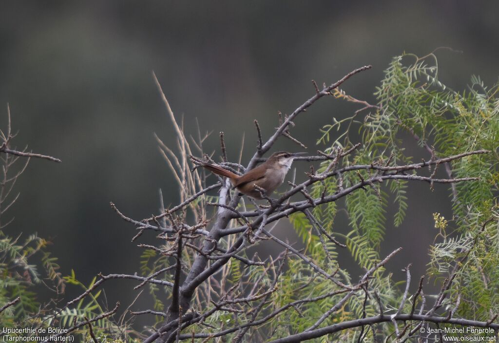 Bolivian Earthcreeper