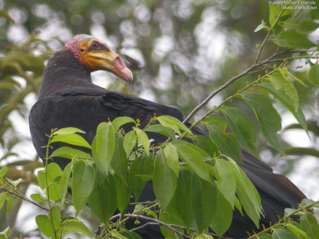 Lesser Yellow-headed Vulture