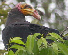 Lesser Yellow-headed Vulture