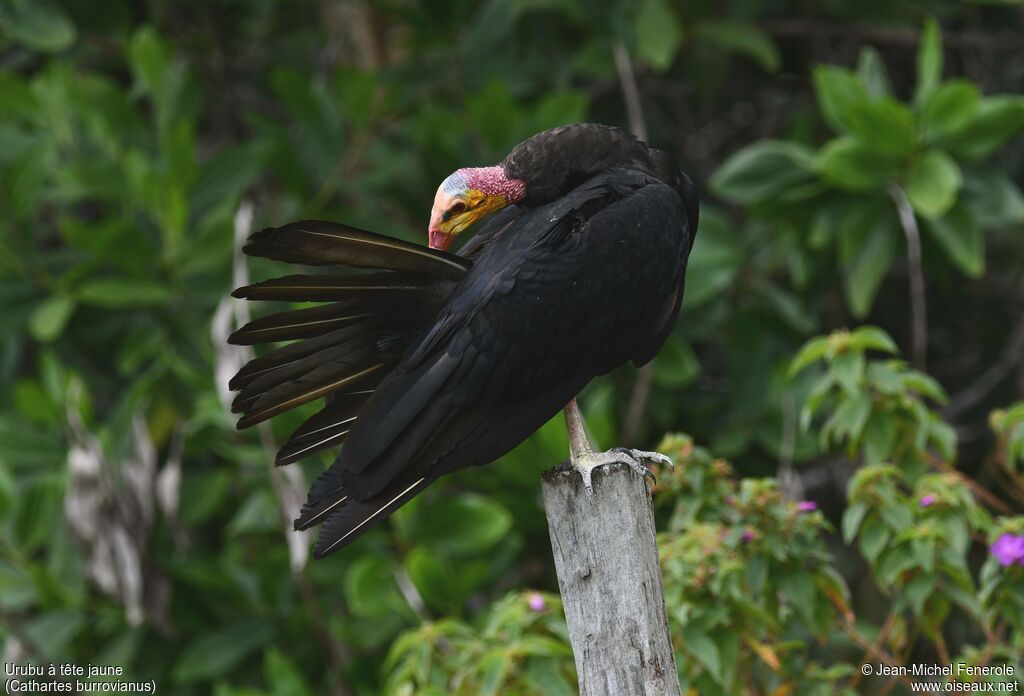 Lesser Yellow-headed Vulture