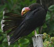 Lesser Yellow-headed Vulture