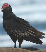 Turkey Vulture