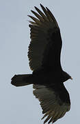 Turkey Vulture