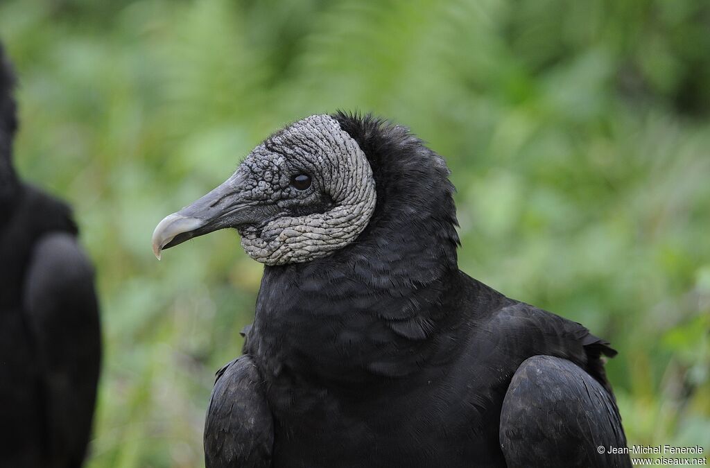 Black Vulture