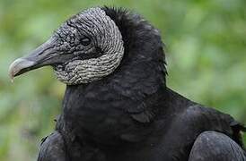 Black Vulture