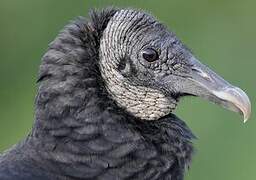 Black Vulture