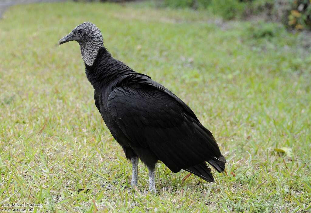 Urubu noiradulte, identification