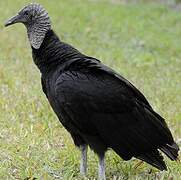 Black Vulture