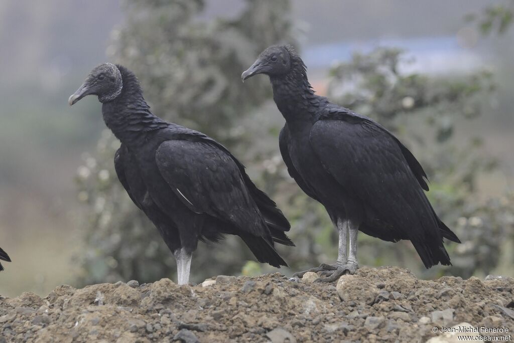 Black Vulture