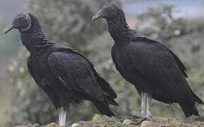 Black Vulture