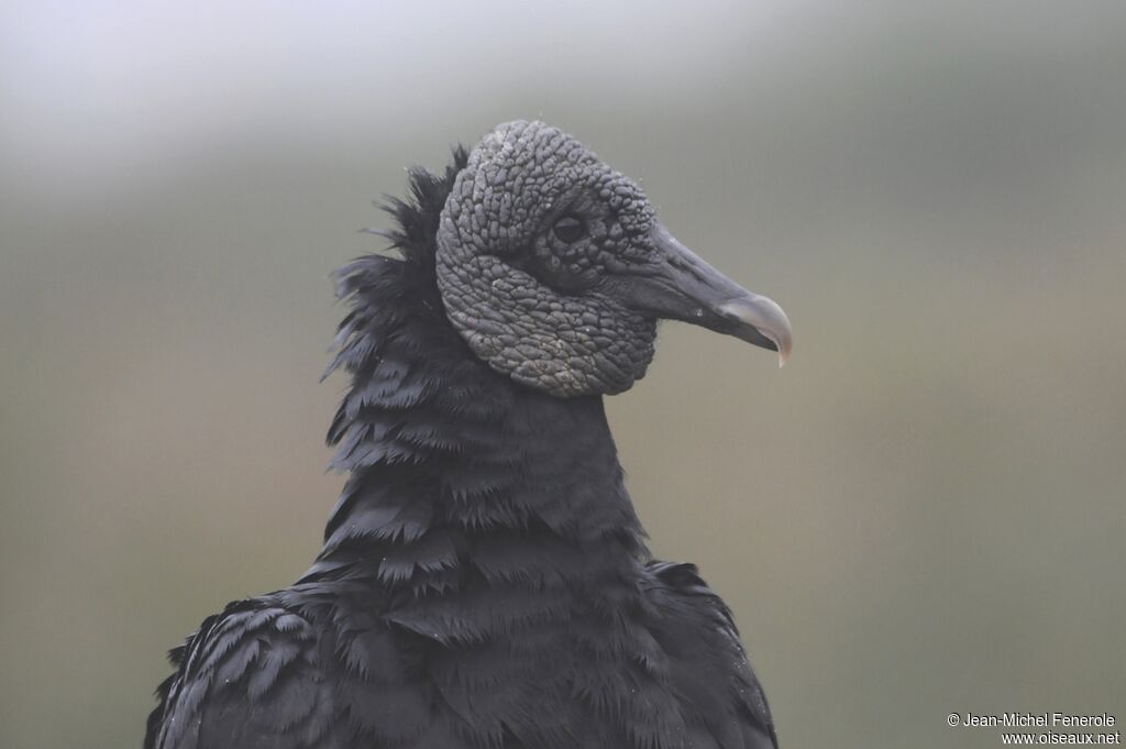 Black Vulture