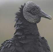 Black Vulture