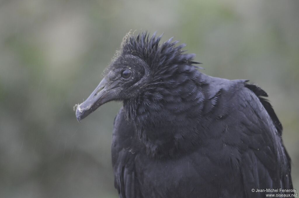 Black Vulture