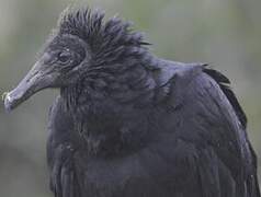 Black Vulture