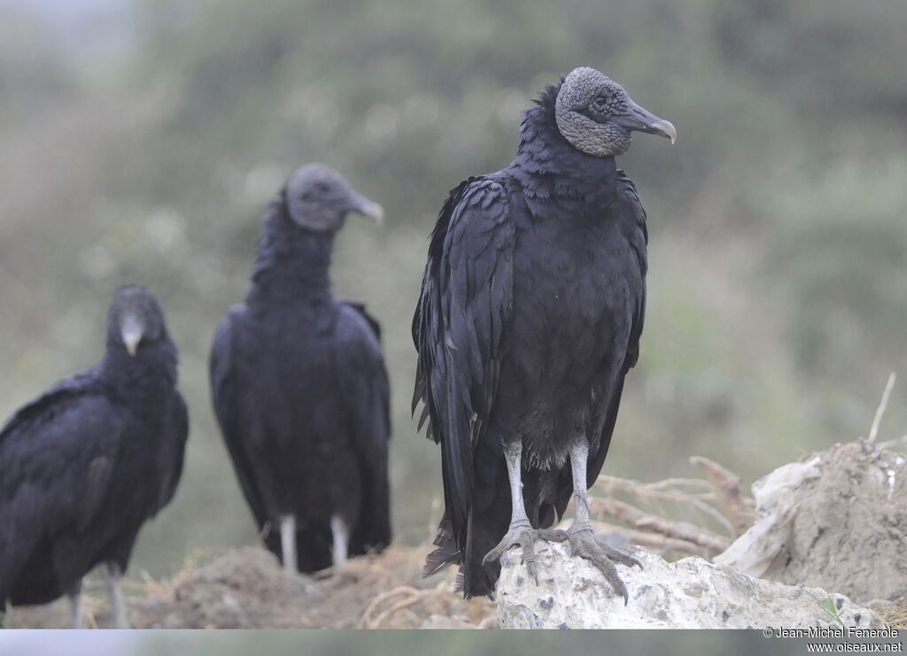 Black Vulture