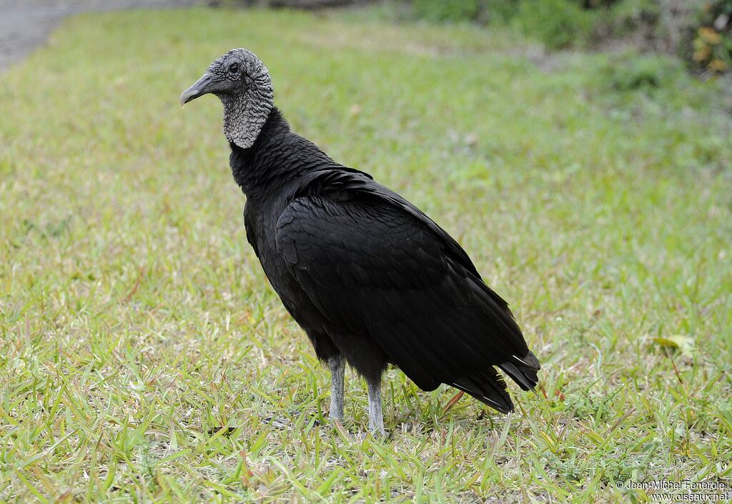 Black Vulture