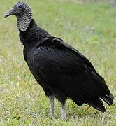 Black Vulture