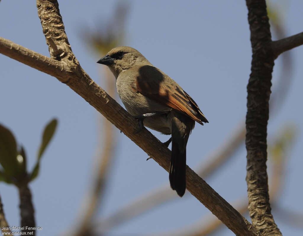 Greyish Baywingadult