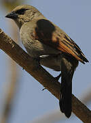 Greyish Baywing