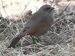 Greyish Baywing