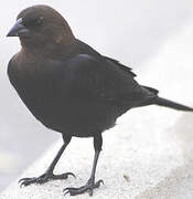 Brown-headed Cowbird