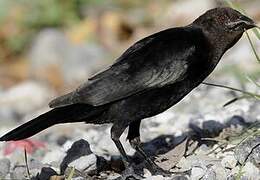 Bronzed Cowbird