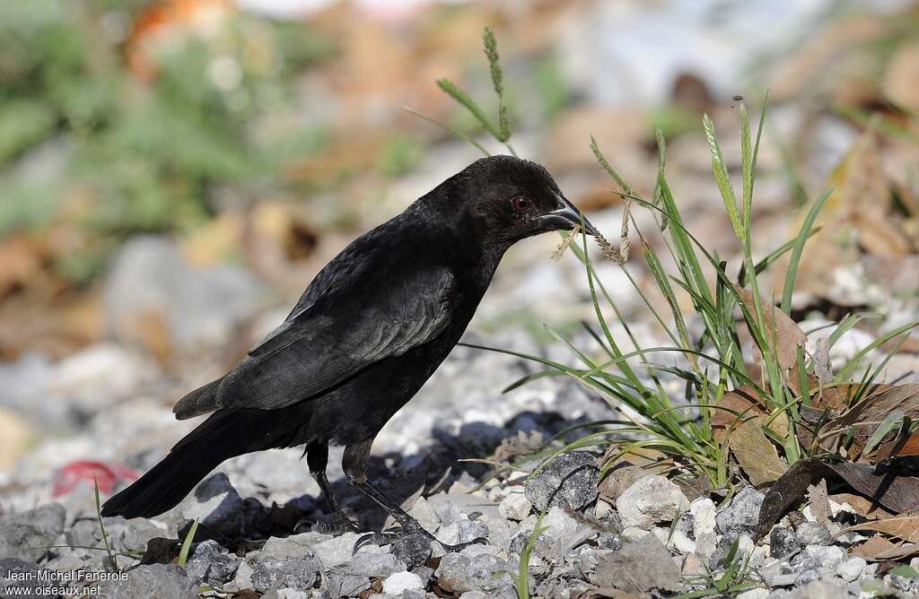 Bronzed Cowbird female adult, identification