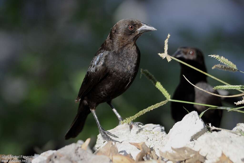 Bronzed Cowbirdjuvenile, identification