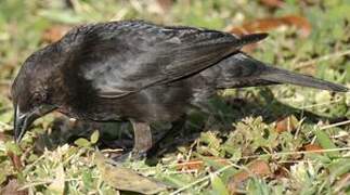 Bronzed Cowbird