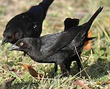 Bronzed Cowbird