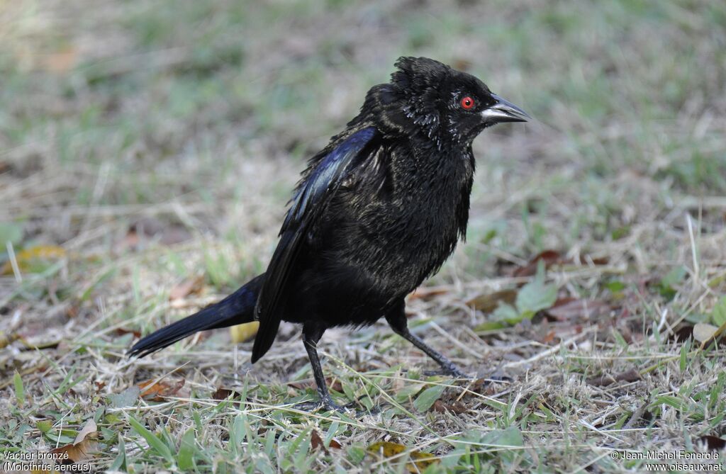 Bronzed Cowbird