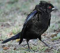 Bronzed Cowbird