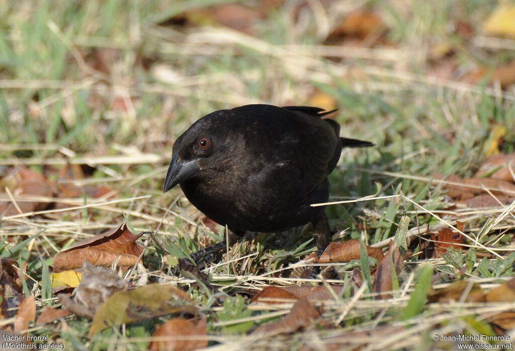 Bronzed Cowbird