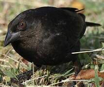 Bronzed Cowbird