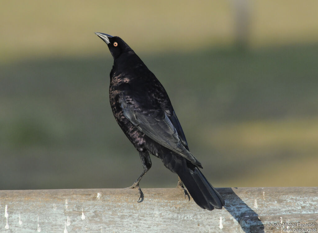 Giant Cowbird