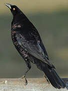 Giant Cowbird