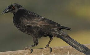 Giant Cowbird