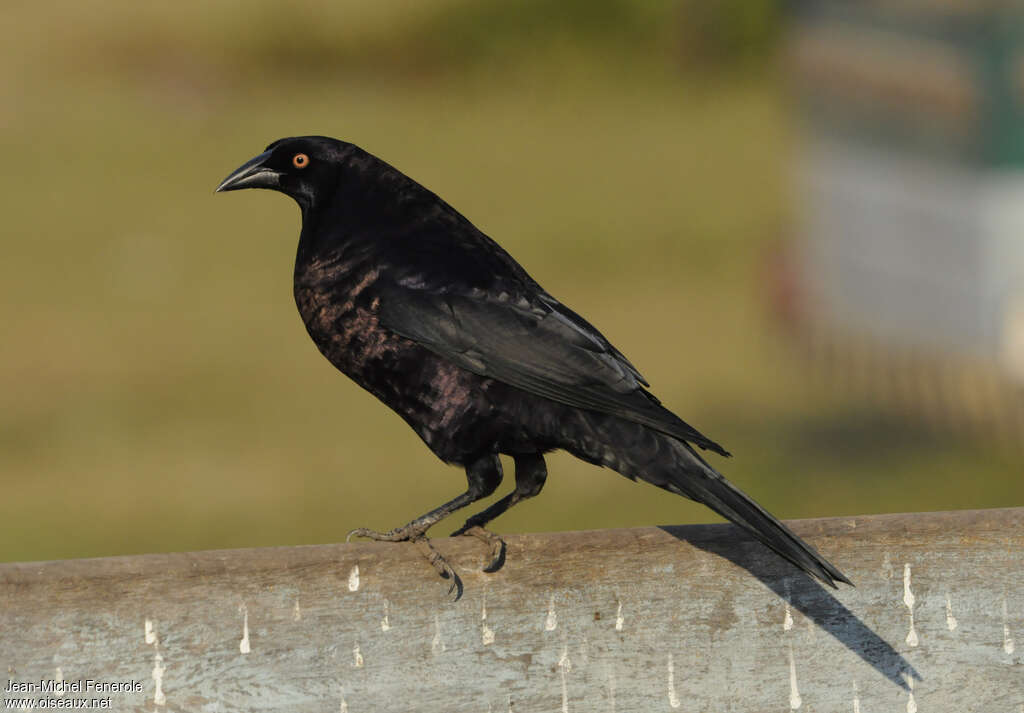 Giant Cowbird