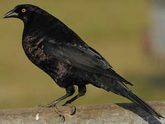 Giant Cowbird