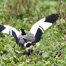 Vanneau à ailes blanches