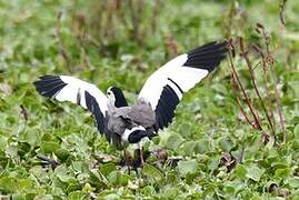 Long-toed Lapwing