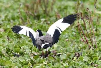 Vanneau à ailes blanches