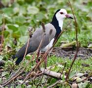 Long-toed Lapwing