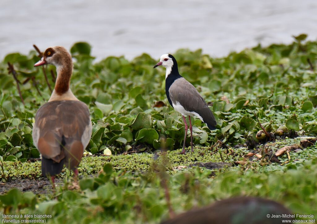 Long-toed Lapwing