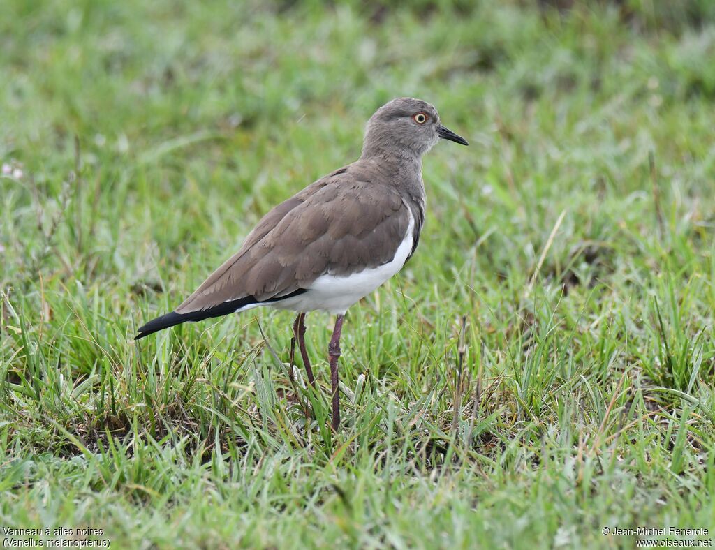 Black-winged Lapwing